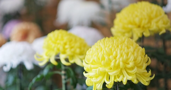 三宮ヴィアマーレ様